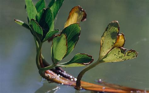 Oxygenating Pond Plants The 10 Best Oxygenating Plants For Your Pond