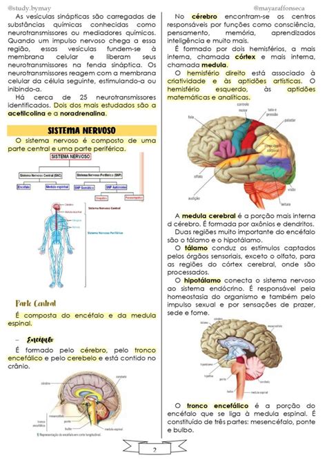 Sistema Nervoso Resumo