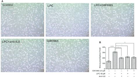 Lxr Agonist Reversed Lpc Induced Monocyte Adhesion Via An Il 8