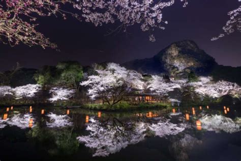 Cherry Blossom Festival At Night In Japan