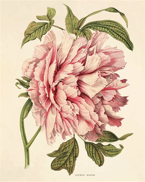 Pink Peony Art Antique Flower Art Print Antique Wall Art Vintage Flower