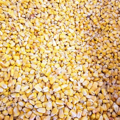 Whole Corn Wild Bird Seed - OK Feed & Pet Supply