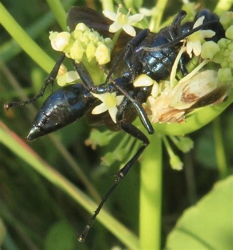 Nearctic Blue Mud Dauber Wasp From Padre Island National Seashore