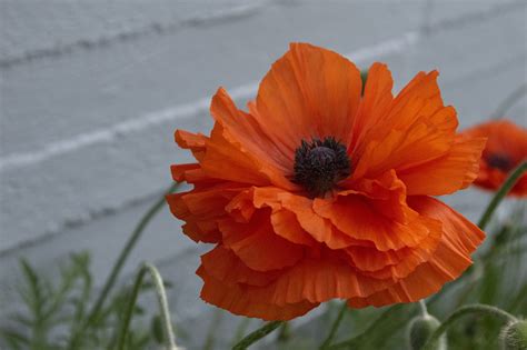 Fleur Pavot Orange D Oranger Photo Gratuite Sur Pixabay Pixabay