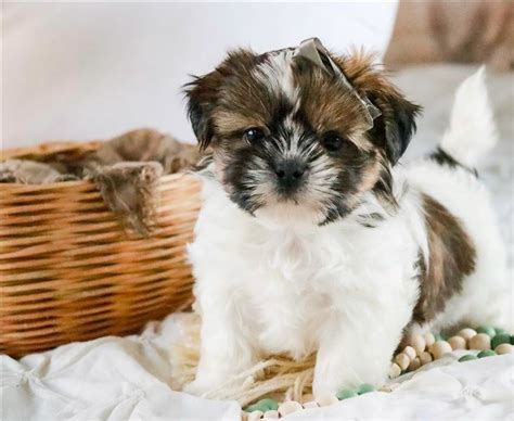 Shih Tzu Szczeni Ta Do Adopcji Z Rodowodem Gratka Pl