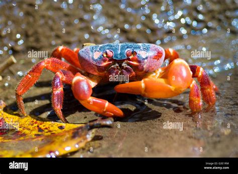 Christmas Island red crab (Gecarcoidea natalis) feeding on a leaf in a ...