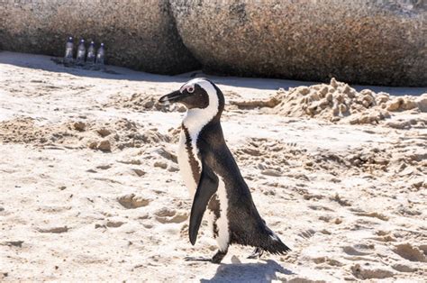 Zwemmen Met Pingu Ns Op Boulders Beach In Zuid Afrika