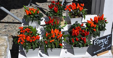 Orto In Vaso Verdure Da Coltivare In Contenitori Arreda Il Giardino