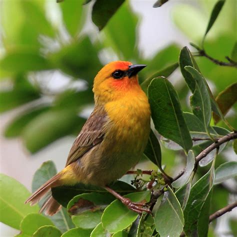 Mauritian Wildlife Foundation