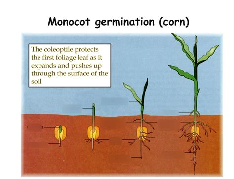 Monocot Germination Diagram Quizlet