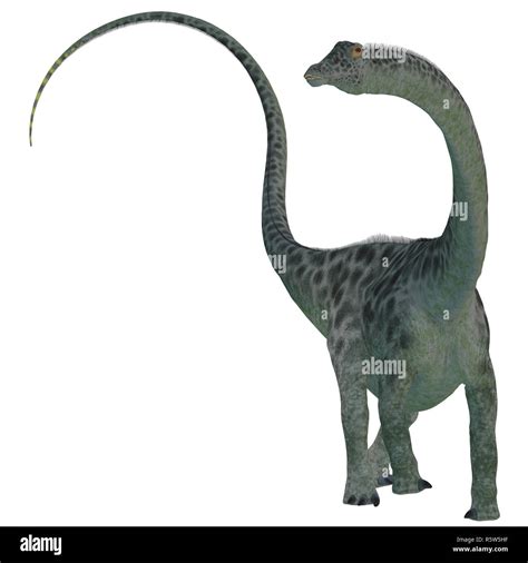 Diplodocus Dinosaur On White Stock Photo Alamy