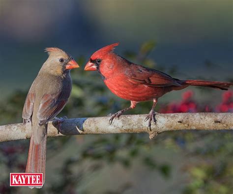 Did You Know Mating Male And Female Cardinals Will Sometimes Sing The