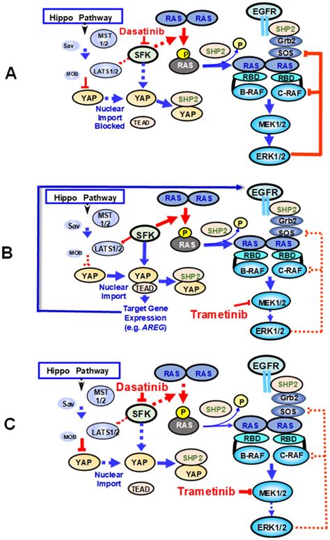 A Effect Of Dasatinib On RAS SKF And YAP Crosstalk Dasatinib A