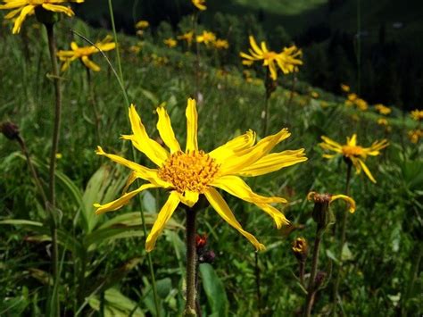 Arnica Montana in homeopathy (all you need to know) - TreasureNatural