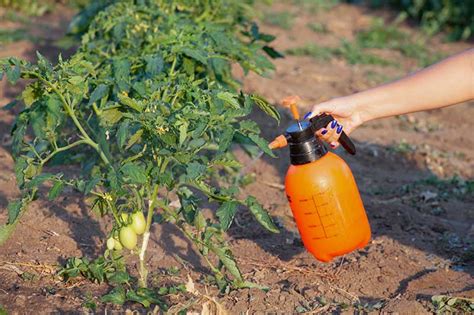 What Can I Spray On Tomato Plants To Keep Bugs Away Suggestions