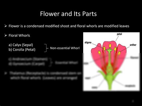 SOLUTION: Flower and anther structure - Studypool