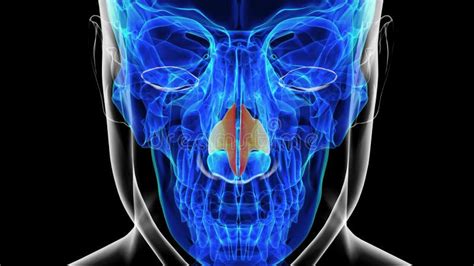 Human Skeleton Nasal Cartilage Anatomy For Medical Concept 3d Rendering