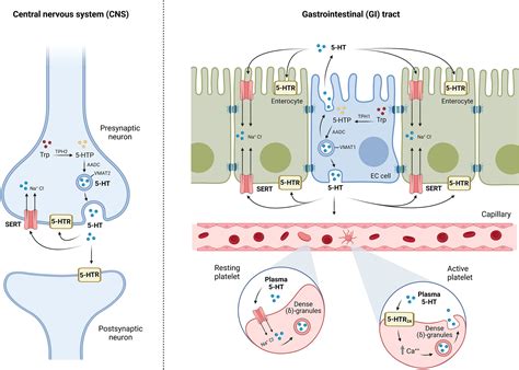 Frontiers Crosstalk Between Intestinal Serotonergic System And