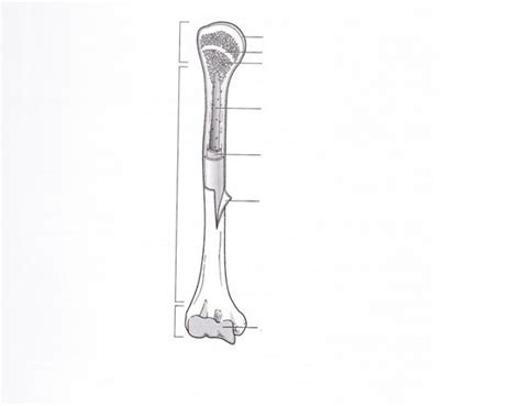 Structure Of Long Bones 1 Diagram Quizlet