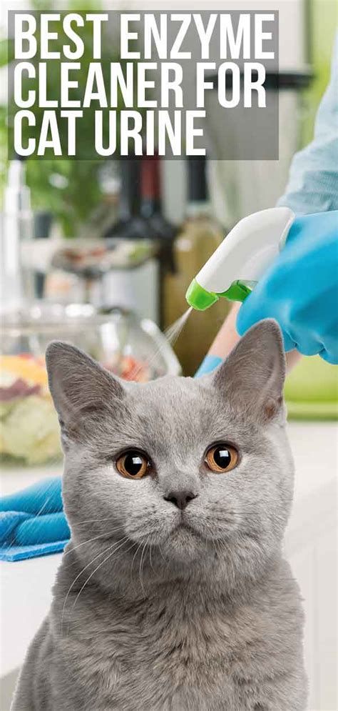 Best Enzyme Cleaner For Cat Urine Staining And Smell