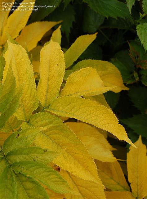 Plantfiles Pictures American Elder Common Elderberry Aurea