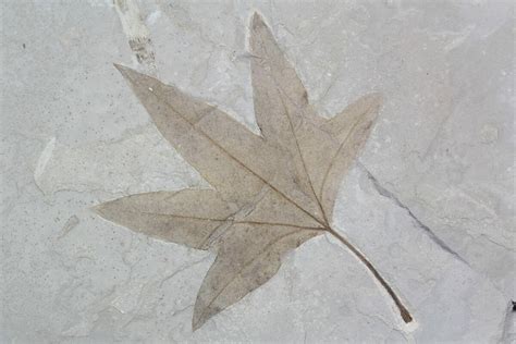 5.5" Fossil Sycamore (Platanus) Leaf - Green River Formation (#92867 ...