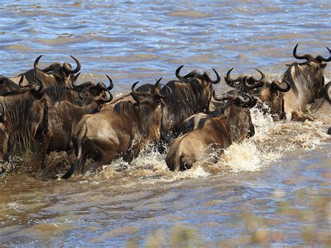 Masai Mara Wildebeest Migration Safari Kenya Masai Mara Wildebeest