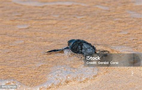 Penyu Hijau Atau Penyu Hijau Pasifik Ekuador Kepulauan Galapagos Taman