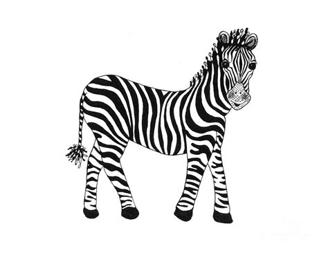 Zebra Drawing By Susanne Fisher