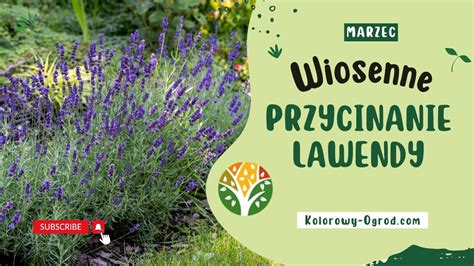 Przycinanie Lawendy Projektantka Ogrodów Pokazuje jak Przyciąć