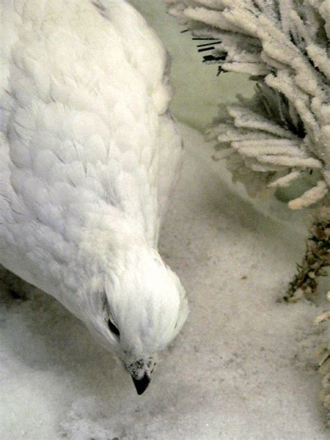 Ptarmigan Mary Harrsch Flickr