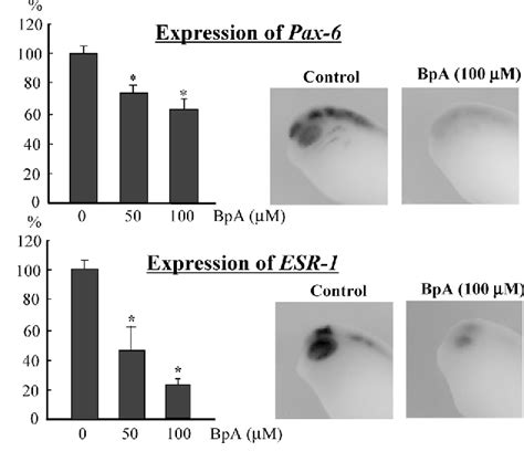 Figure 3 From Bisphenol A Causes Malformation Of The Head Region In