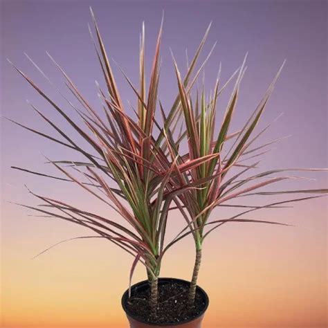 Types Of Dracaena Plants Varieties With Pictures Care Guides