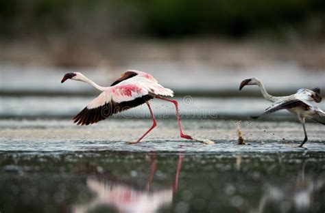 An Adult Lesser Flamingo In Flight Stock Photo Image Of Natural