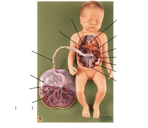 Fetal Circulation Diagram Quizlet