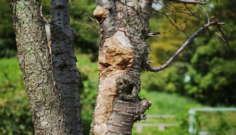 Signs Of A Dead Tree 4 Things To Help Identify A Dying Tree