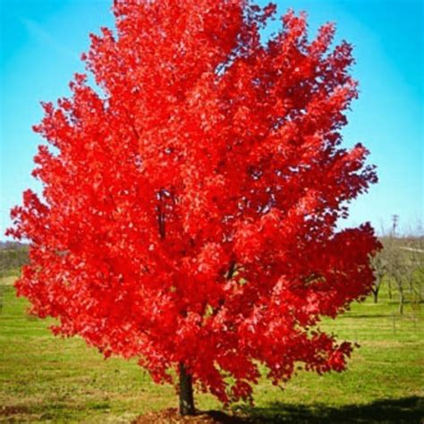 October Glory Red Maple Super Son Nursery