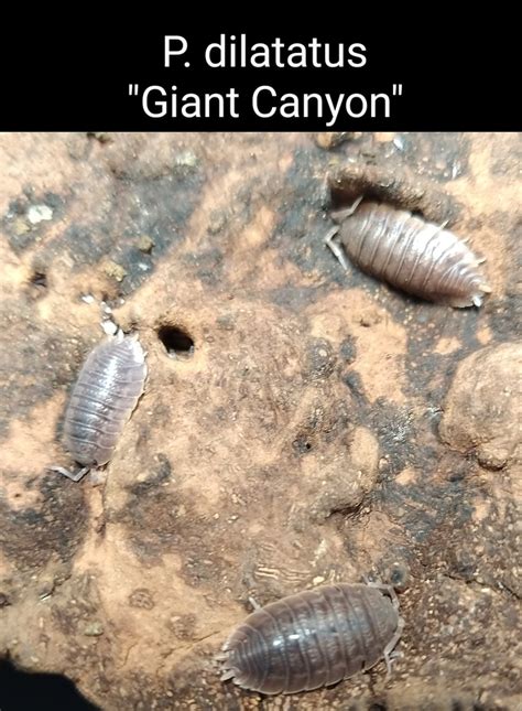 Porcellio Dilatatus Giant Canyon Isopod By Exotic Amphibian Reptile