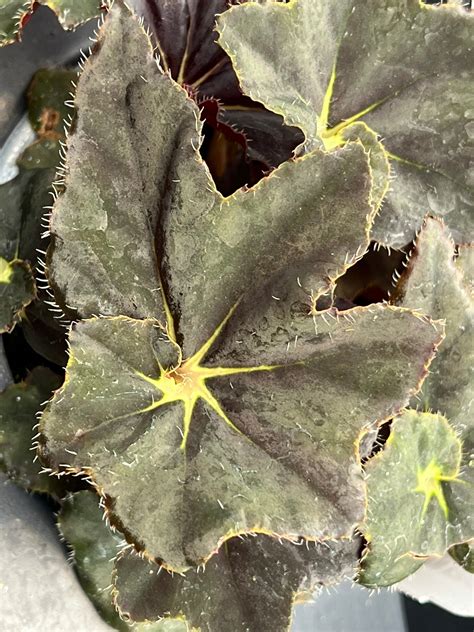 Begonia Black Mamba – Plant Hoarder