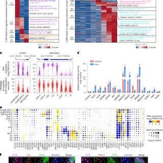 Identification Of Potential Regulators For Cell Fate Transition During