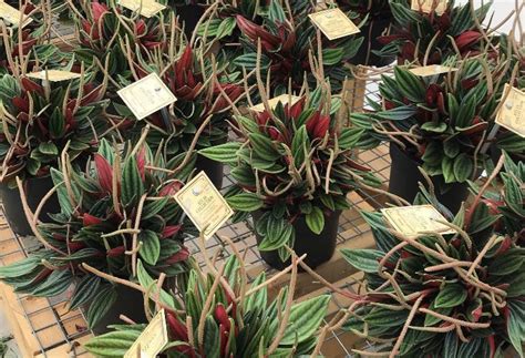 Laportes Nursery And Greenhouses Inc Laportes Nursery And Greenhouses Inc