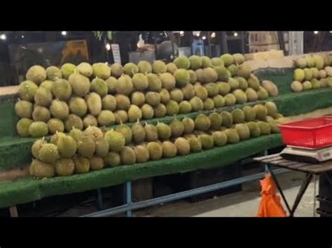 MUSANG KING UDANG MERAH DAN D24XO MENDARAT DI PAKDO DURIAN TAMAN PUTRA