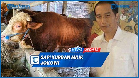 Viral Sapi Milik Kapolsek Di Sragen Dibeli Jokowi Untuk Hewan Kurban