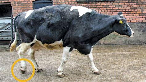 2 Major Causes Of Lameness In Dairy Cows Terranutritech