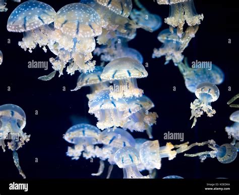 White Spotted Jellyfish Phyllorhiza Punctata Also Known As The