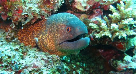 Moray Eel Fish Free Photo On Pixabay Pixabay