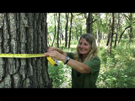 How To Measure Tree Diameter Youtube