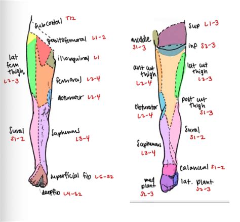 Lumbosacral Plexus Flashcards Quizlet