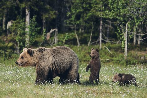 Braunbär breitet sich in Deutschland aus – "Weiterer gesichtet"