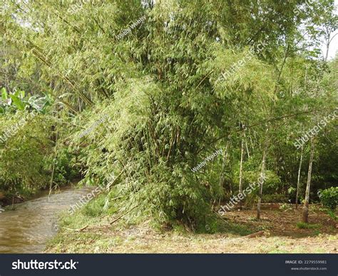 mandiangin mas de  fotos de stock  licencia libres de regalias